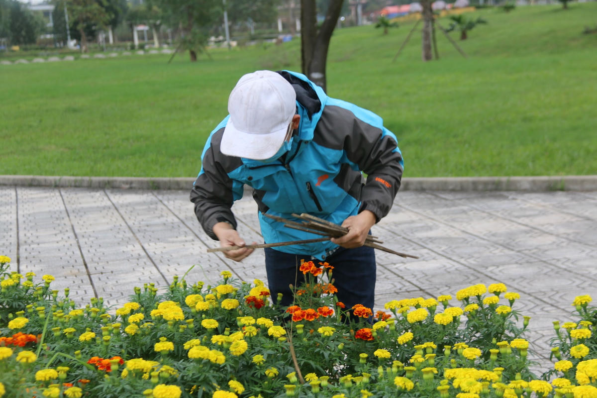 Thương lái vẫn tranh thủ để trang trí các chậu hoa.