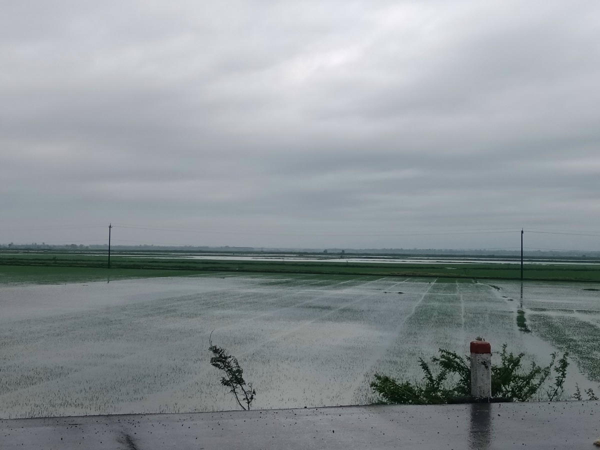 Diện tích lúa bị ngập được gieo sạ khoảng 1 tháng trước.