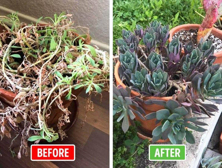 [ẢNH] 15 cách để cứu một cây 'chết' khô héo