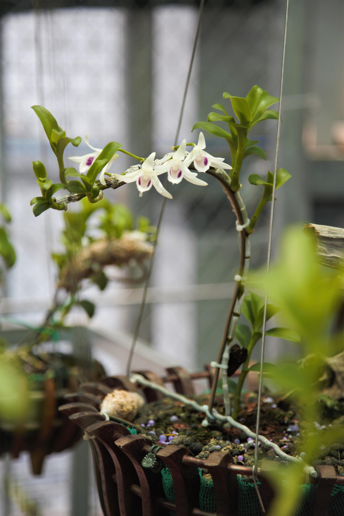 [Video] Khám phá vườn hoa Lan trị giá hàng chục tỷ đồng của cựu quân nhân