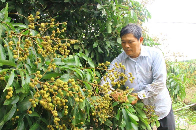 Mùa nhãn ở Châu Thành (Đồng Tháp).