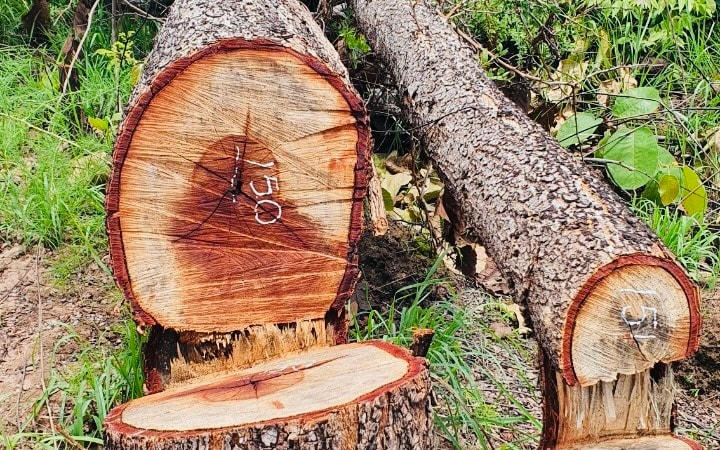 Tại hiện trường hàng ngàn cây rừng có đường kính từ 5cm đến trên 20cm bị cưa đổ ngổn ngang.