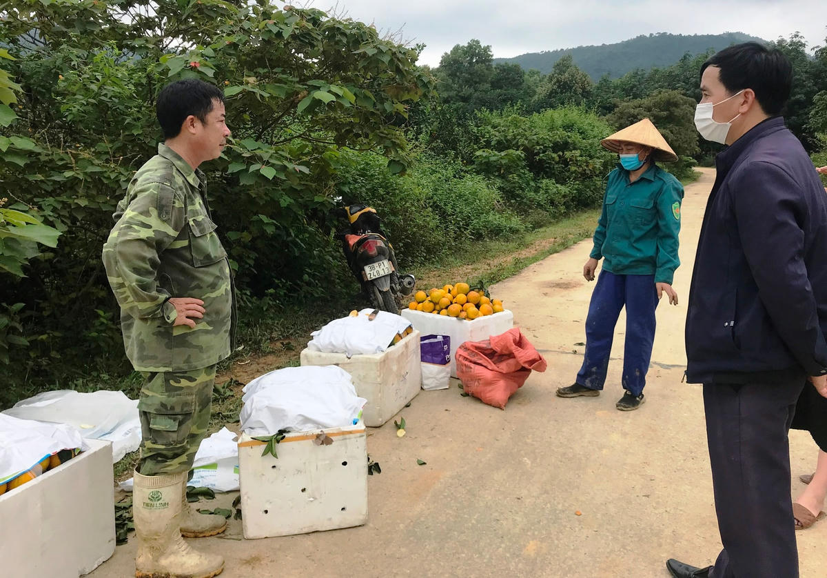 Bị ép giá, cam Thượng Lộc khó khăn tìm đầu ra.