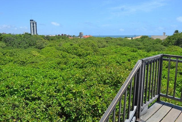 Du khách có cảm giác như đi giữa một rừng cây, nhưng thực tế chỉ có một cây.  