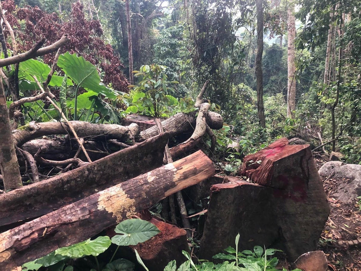Những cây gỗ to tại hiện trường bị các đối tượng cắt hạ