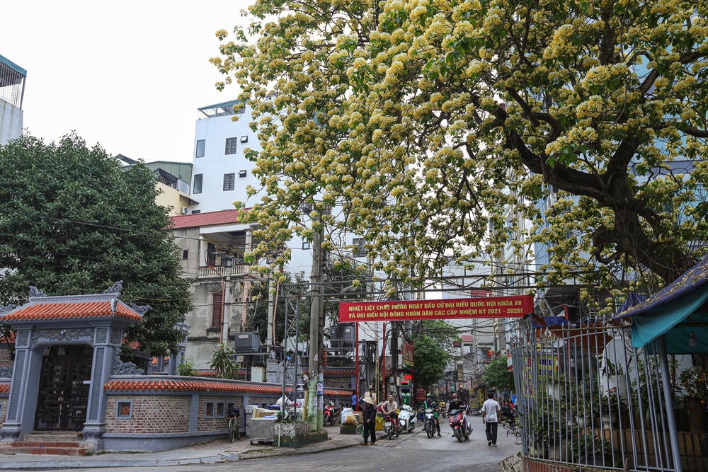 Cây hoa bún đặc sắc của Thủ đô.