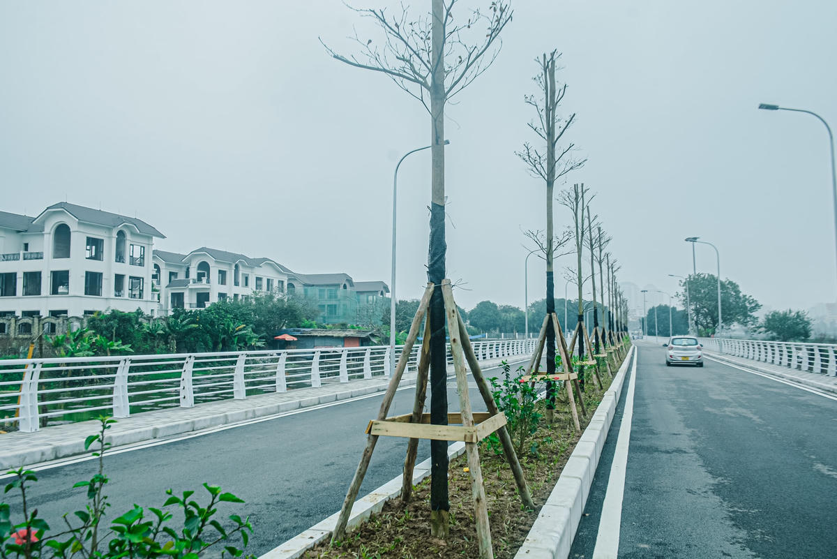 Cây xanh đã được trồng ở giải phân cách cứng.