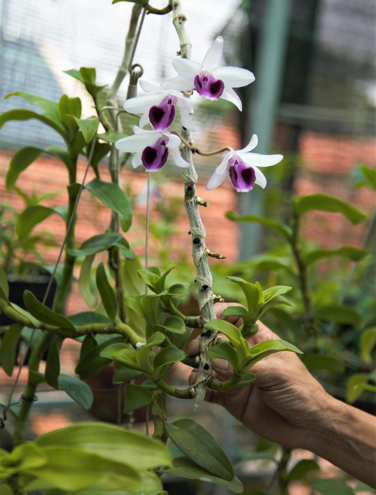 [Video] Khám phá vườn hoa Lan trị giá hàng chục tỷ đồng của cựu quân nhân