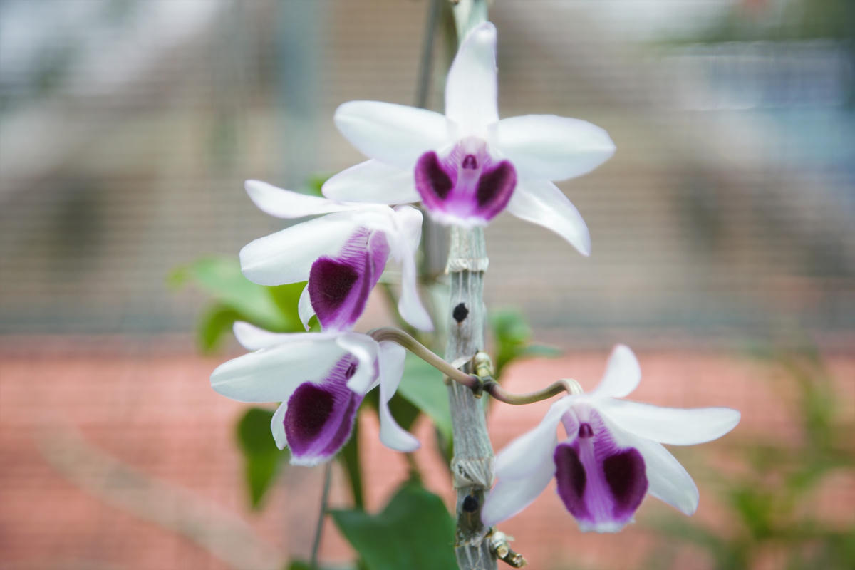 Vườn lan rừng Thịnh Nguyễn của gia đình anh Thịnh trở thành địa chỉ quen thuộc, chuyên cung cấp các loại lan rừng trên địa bàn tỉnh Vĩnh phúc và các tỉnh lân cận, trở thành một trong những địa chỉ thú vị của nhiều người chơi lan rừng tới thăm quan, giao lưu, chia sẻ chuyện đời, chuyện nghề...