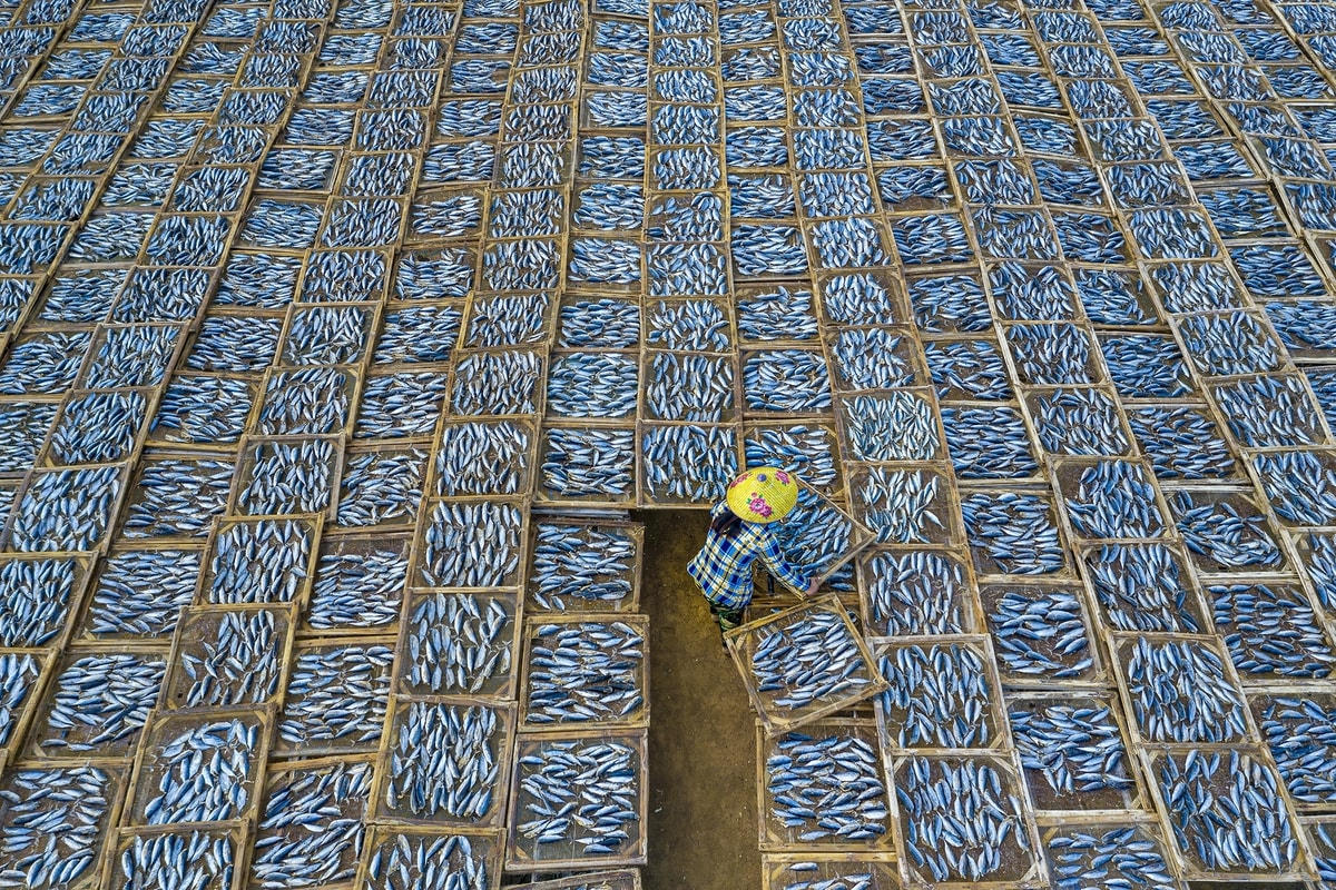 Tác phẩm “Phơi cá”.