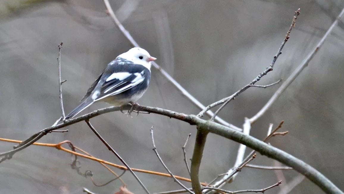 Loài chim bạch tạng một phần ở Chernobyl. Ảnh: Grunge.