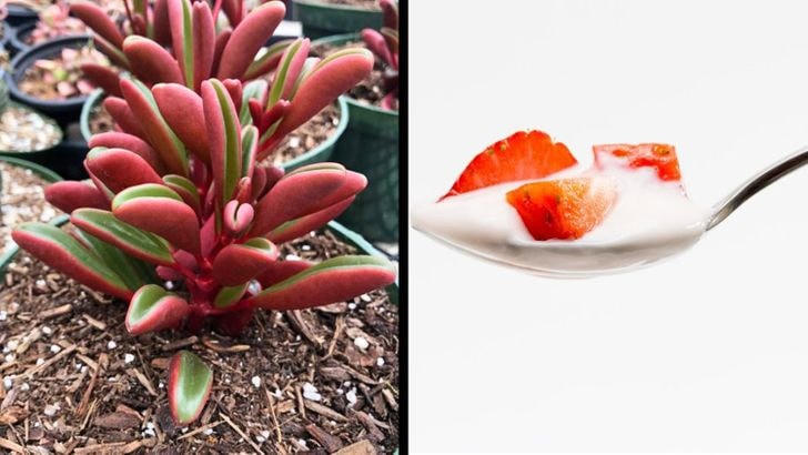 [ẢNH] 15 cách để cứu một cây 'chết' khô héo