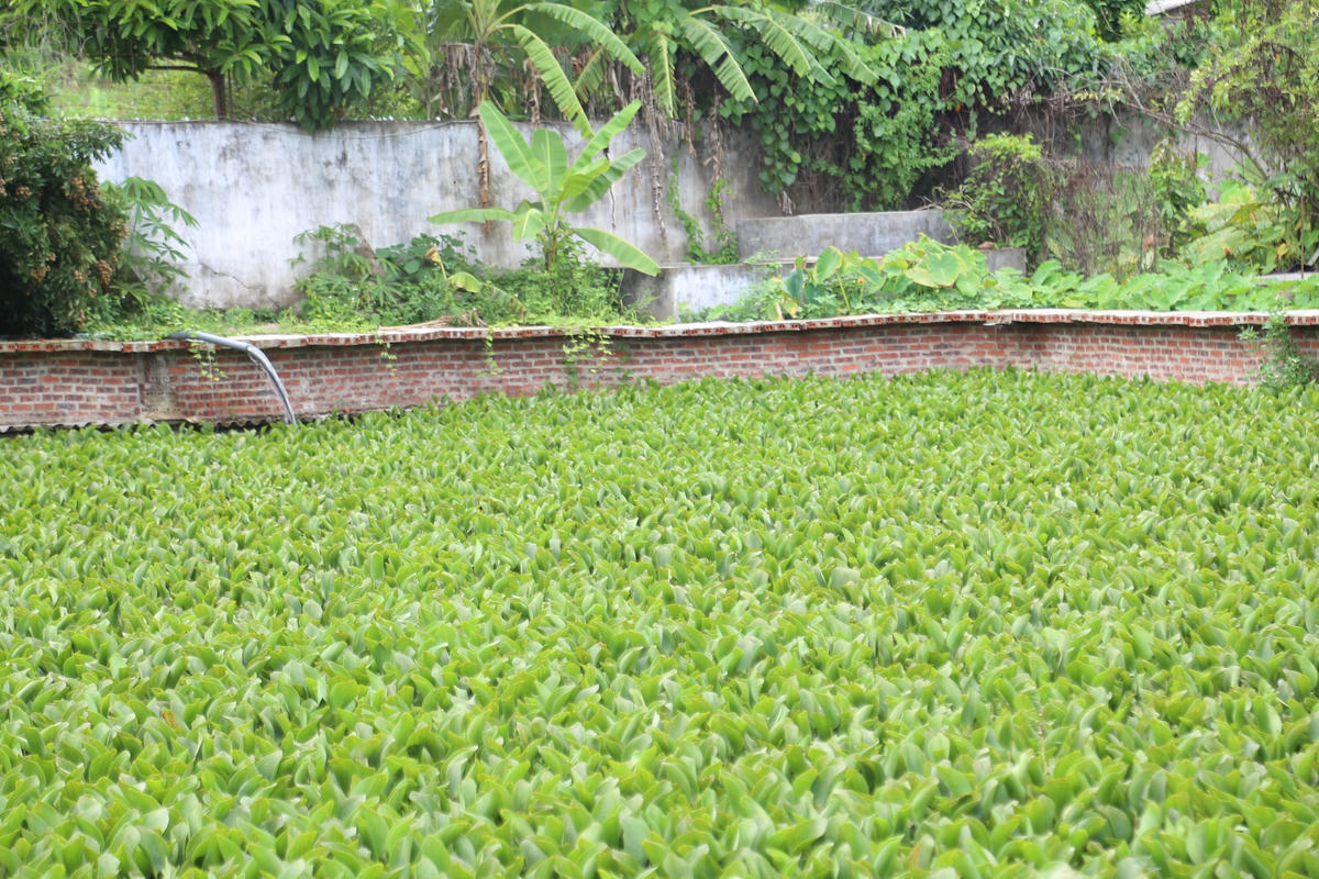 Ao được phủ một lớp bèo trên bề mặt để giữ nước luôn sạch.