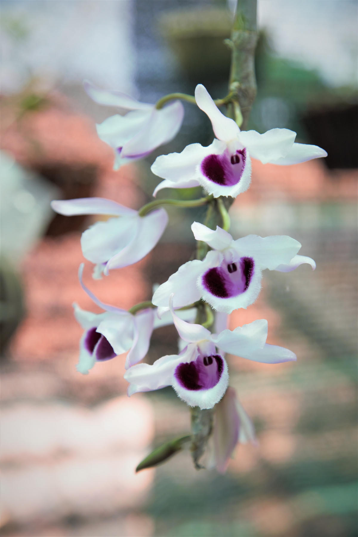 [Video] Khám phá vườn hoa Lan trị giá hàng chục tỷ đồng của cựu quân nhân