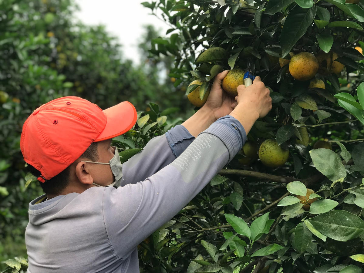 Những ngày này, cam giòn, cam chanh Thượng Lộc đang vào vụ thu hoạch. Cam chín rộ, nông dân tất tả thu hoạch, tìm kiếm thị trường tiêu thụ.