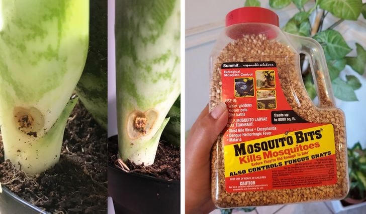 [ẢNH] 15 cách để cứu một cây 'chết' khô héo