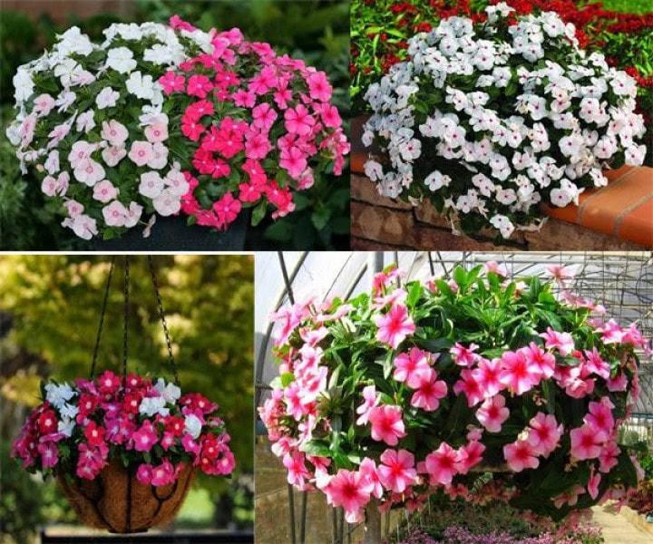 Tự trồng hoa chơi Tết là thú vui của nhiều người