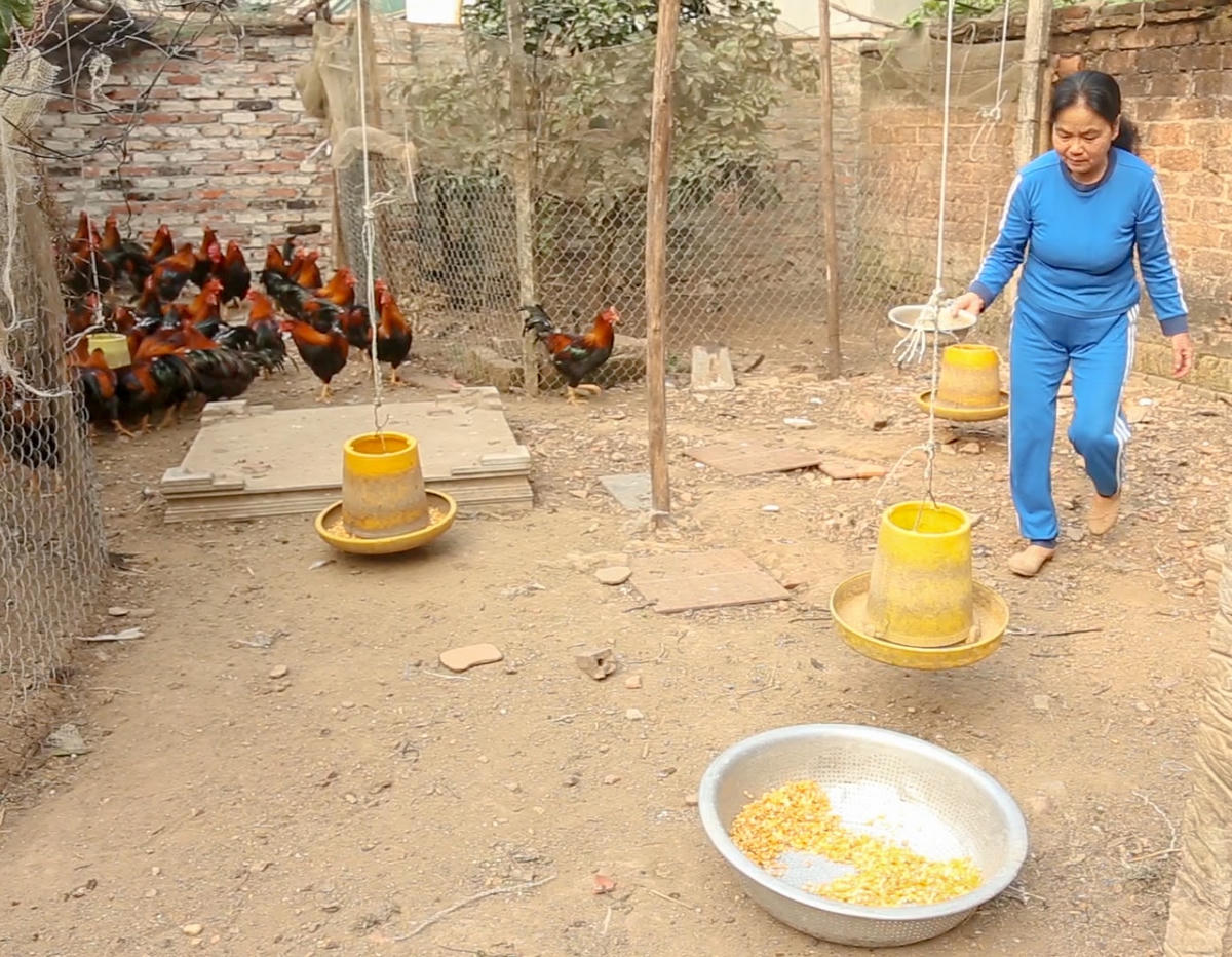 Gà đến giai đoạn chuẩn bị xuất chuồng, nên bà Đặng Thị Tám ( vợ của ông Thức) chủ yếu cho gà ăn ngô hạt.