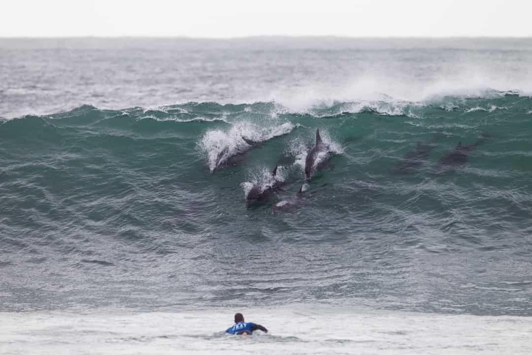 Cá heo sử dụng định vị bằng tiếng "vang" để điều hướng: Cá heo có sóng siêu âm của riêng chúng. Điều này cho phép chúng phát hiện các đối tượng khác thông qua sóng âm thanh.