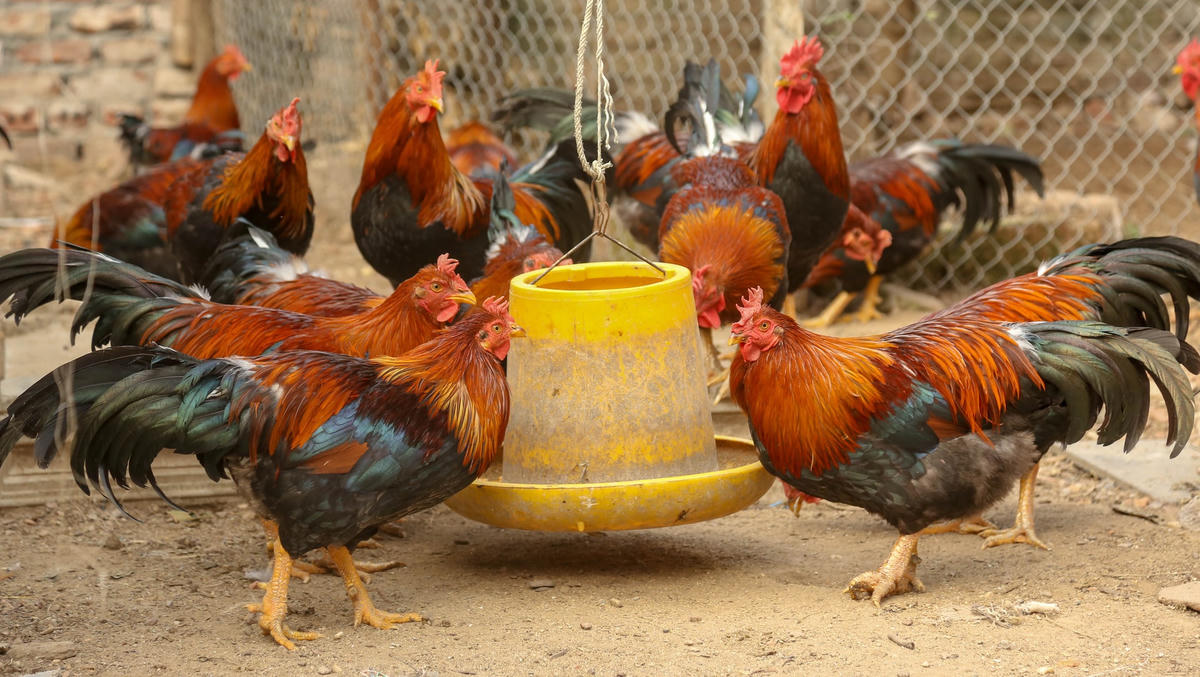 Gà Mía là một giống gà quý đã từ bao đời truyền lại.