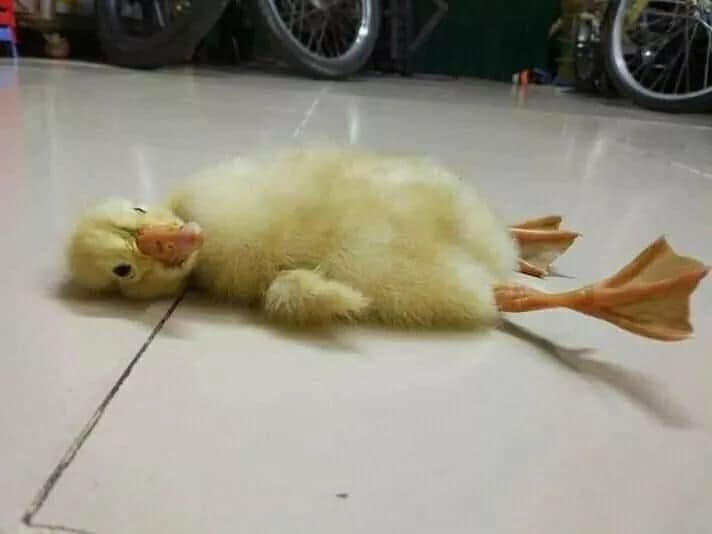 Xu hướng nuôi vịt làm “thú cưng”Ảnh : Minh họa 