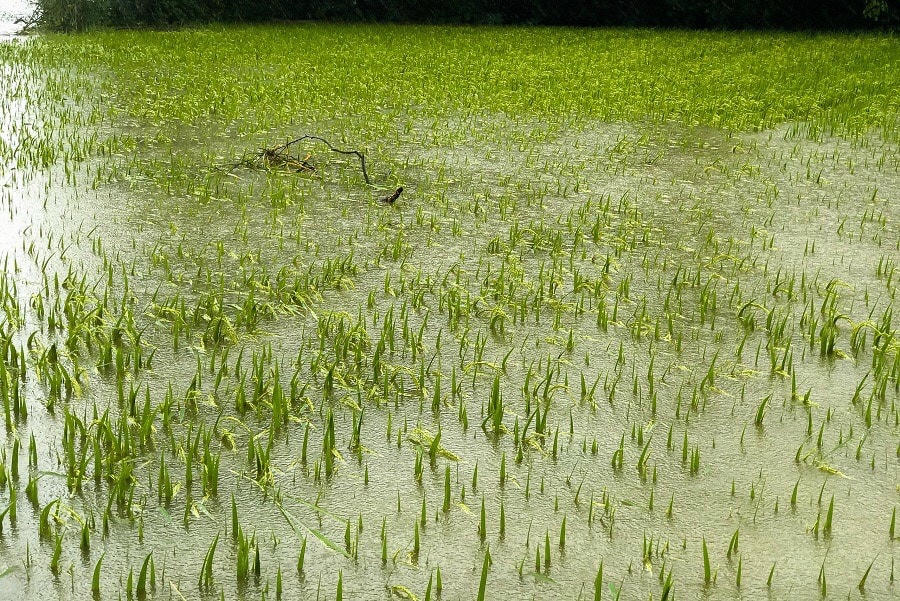 Khoảng 8.000 ha lúa sản xuất vụ đông xuân 2021 – 2022 tại Quảng Trị có nguy cơ mất trắng.