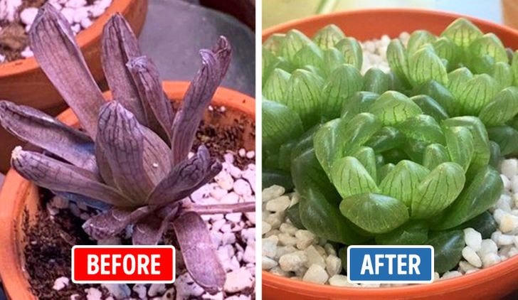 [ẢNH] 15 cách để cứu một cây 'chết' khô héo