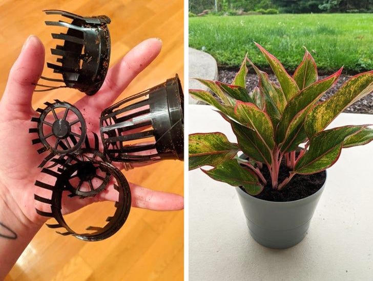 [ẢNH] 15 cách để cứu một cây 'chết' khô héo