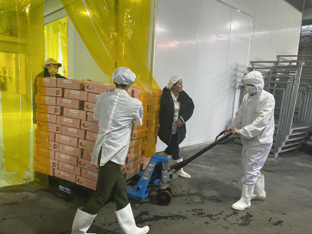 Vải tươi xuất khẩu sang Nhật.