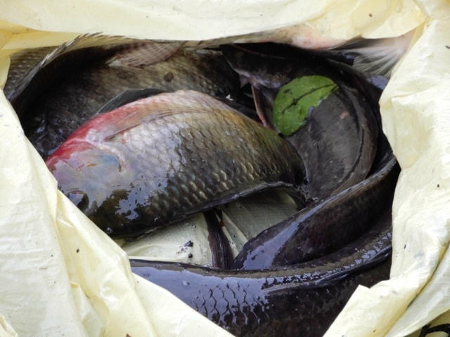 Mưa tạnh, gió lặng, nhiều người dân đổ ra biển bắt cá.