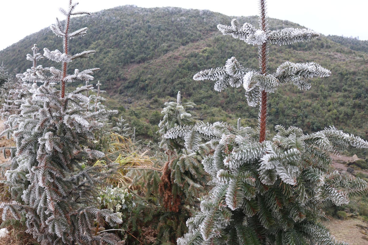 Băng giá xuất hiện trên diện rộng tại huyện Mèo Vạc 