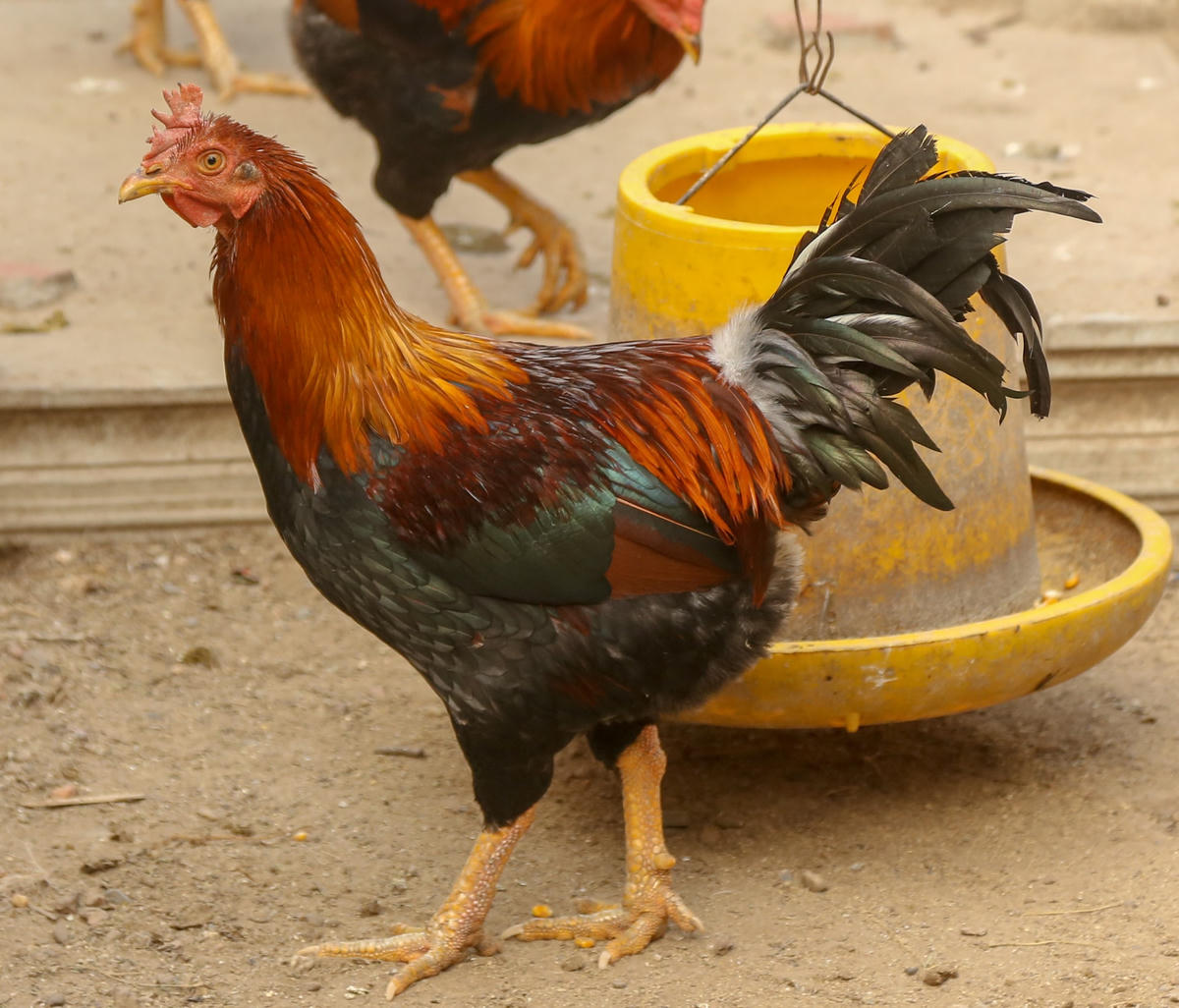 Đặc sản gà 'thái giám" bạc triệu, nhà giàu lùng mua biếu Tết.