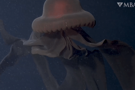 Loài sinh vật này có độ phân bố rộng khắp toàn cầu trừ Bắc Cực, nhưng rất hiếm khi được nhìn thấy bởi môi trường sống của chúng quá sâu so với phạm vi tiếp cận của con người (Ảnh cắt từ clip).