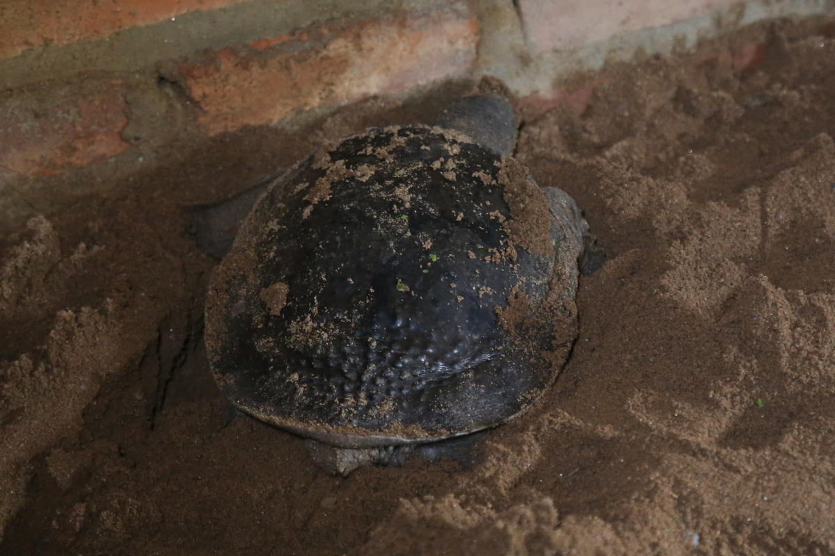 Tập tính của ba ba là đào hang và đẻ trứng trên cát.