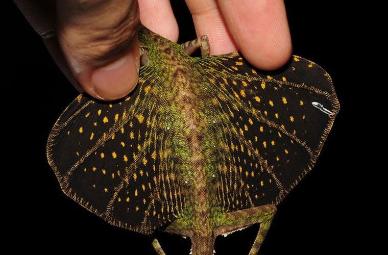 Con cái thường đẻ trứng dưới mặt đất. Chúng dùng đầu để đào một lỗ nhỏ và để khoảng 5 quả trứng vào bên trong lỗ. Chúng lấp lỗ lại và bảo vệ trứng trong vòng 24 giờ. Sau đó 32 ngày, trứng sẽ nở.