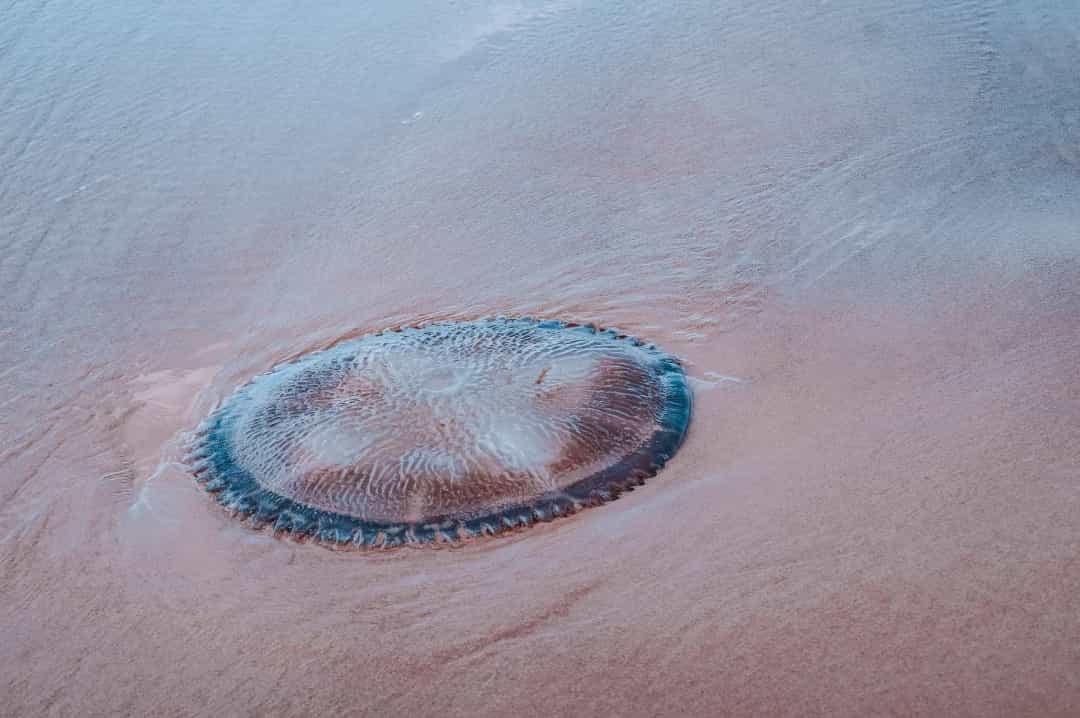 Làm dịu vết đốt của sứa -Một nghiên cứu đã phát hiện ra rằng Coca-Cola có thể có hiệu quả trong việc giảm đau và phản ứng da khi bị sứa đốt.