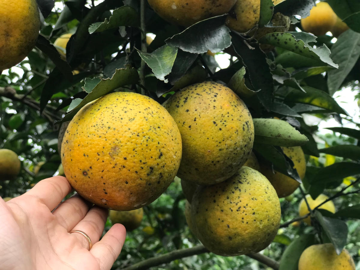 Cam giòn Thượng Lộc có vị ngọt đậm đà, mùi thơm, ăn giòn, khác hẳn với các loại cam khác.