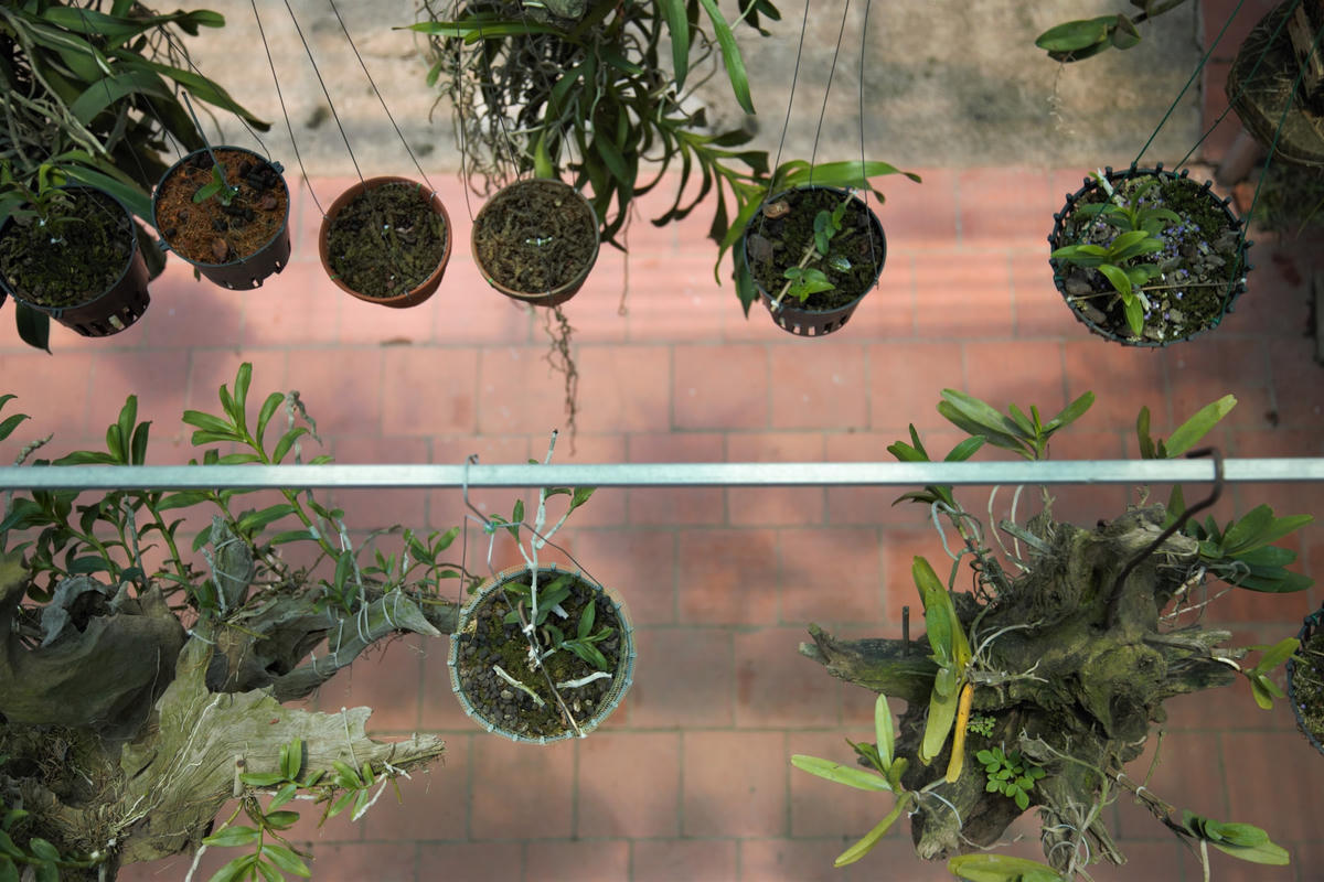 Với tình yêu thiên nhiên, yêu cái đẹp cùng với quyết tâm của mình, anh Thịnh đã gượng dậy giữ lại vườn hoa lan  với tất cả tâm huyết, ngày ngày yêu thương, chăm sóc từng giỏ lan như chính những đứa con của mình