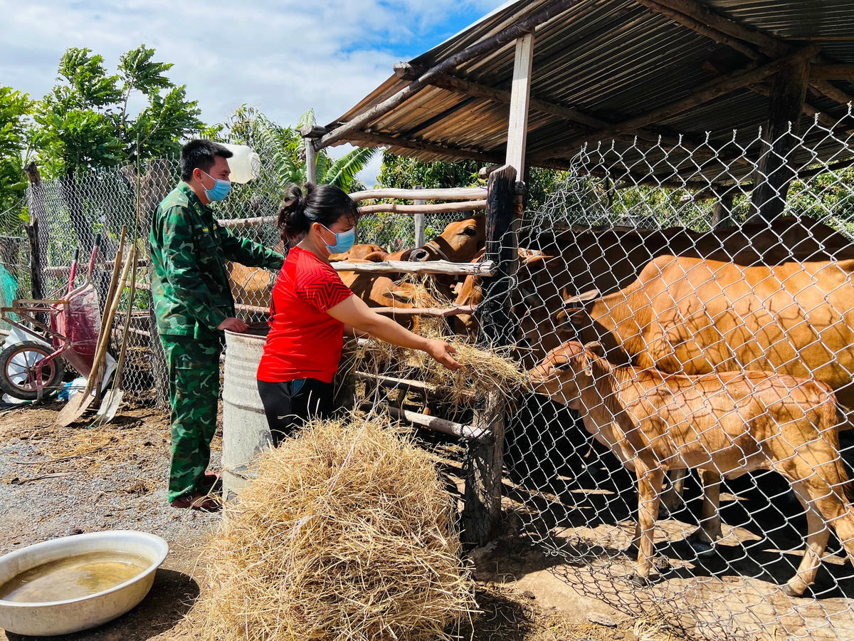 Nhiều hộ dân phải bán bớt trâu, bò để mua thêm rơm duy trì đàn vật nuôi.