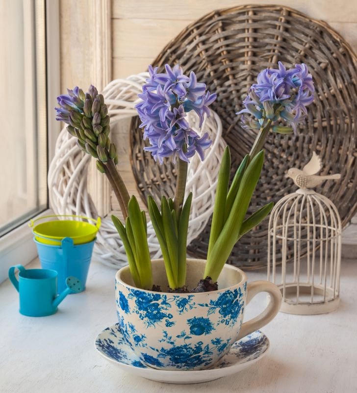 [ẢNH] 19 cách để trồng một khu vườn đẹp trong nhà của bạn