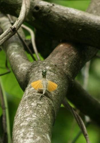 Trong khi loài thằn lằn ngạnh vàng thì ngược lại. Thân hình to béo và đôi cánh nhỏ khiến nó buộc phải sống ở trên cây cao.