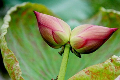 Đóa hoa sen ‘sinh đôi’ đặc biệt hiếm