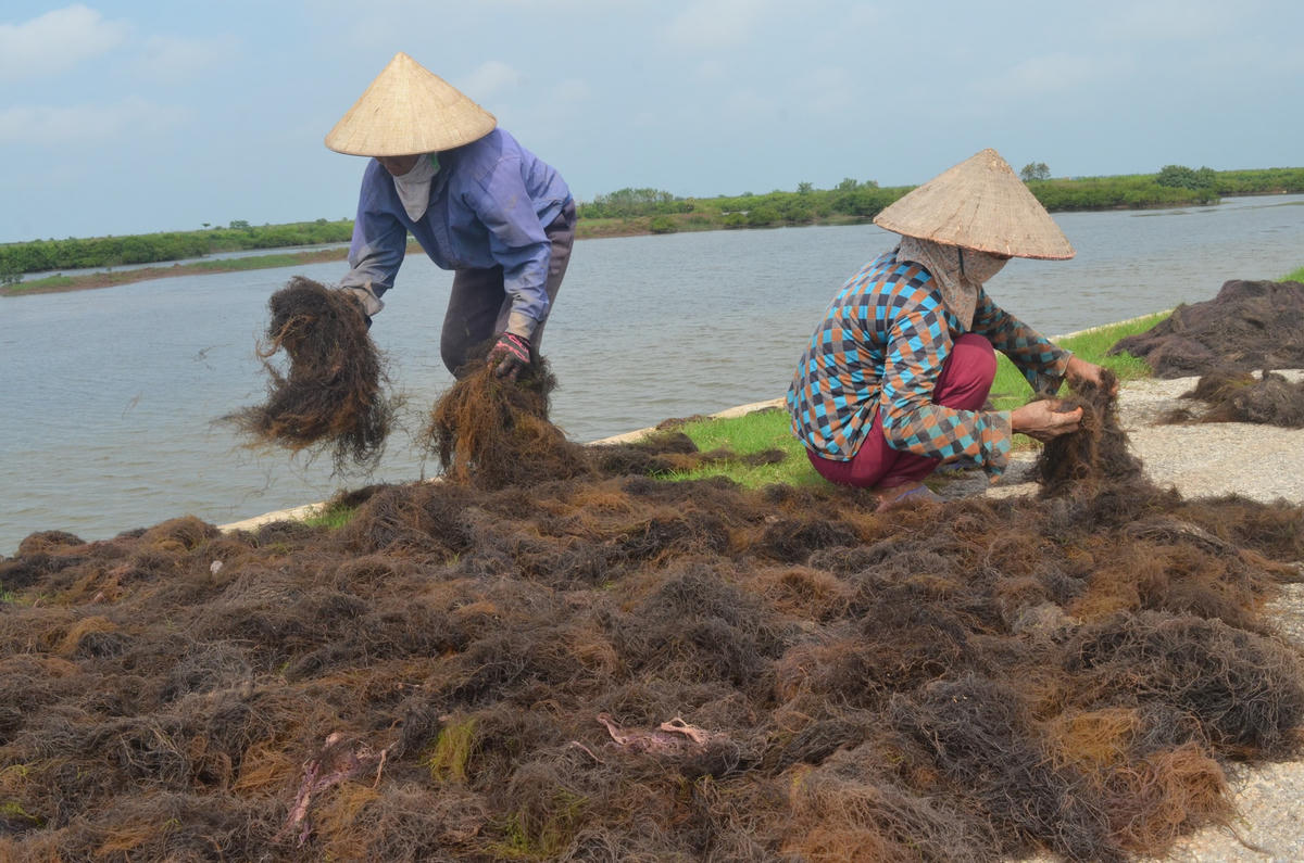 Thu gom rau câu ở Vườn quốc gia Xuân Thủy.  