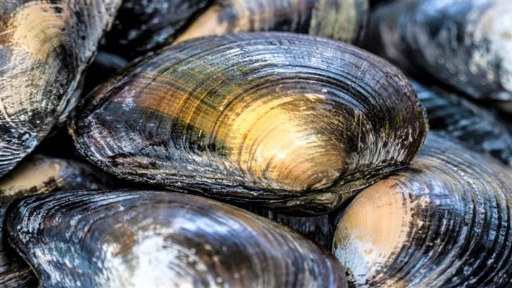 Trai nước ngọt.