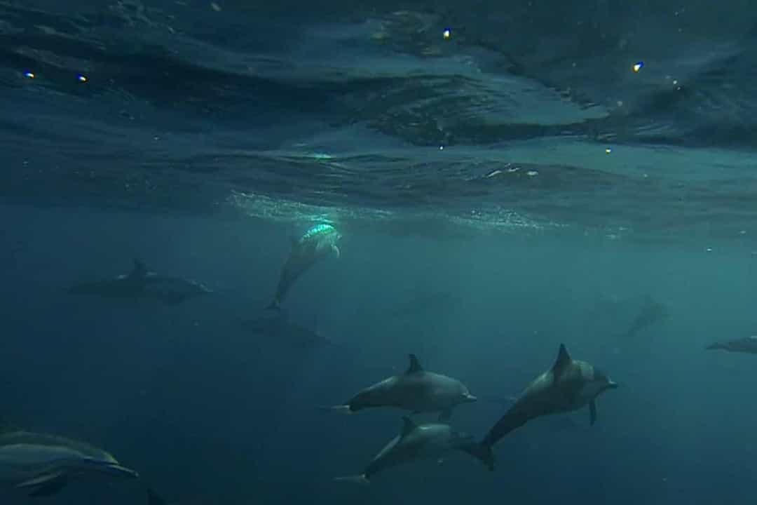 Đôi khi chúng tạo thành một đàn có thể bao gồm hơn 1.000 con cá heo!