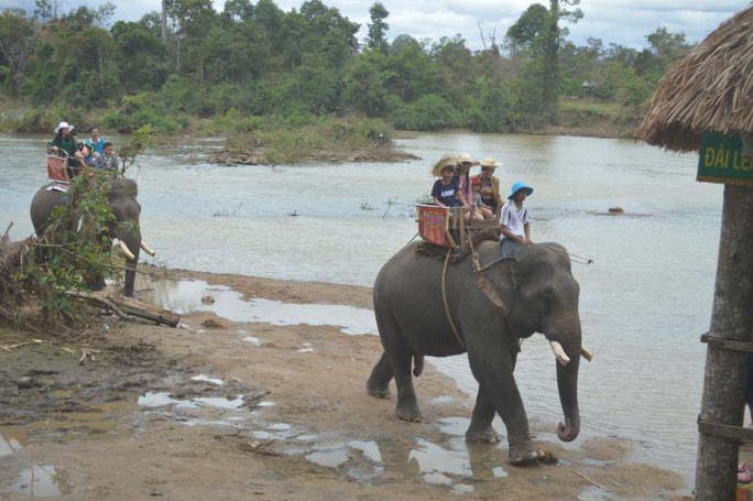 Voi nhà ở Đắk Lắk  phải phục vụ du lịch.