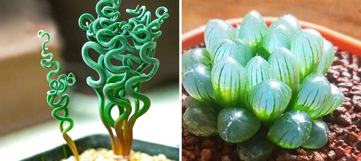 [ẢNH] 19 cách để trồng một khu vườn đẹp trong nhà của bạn