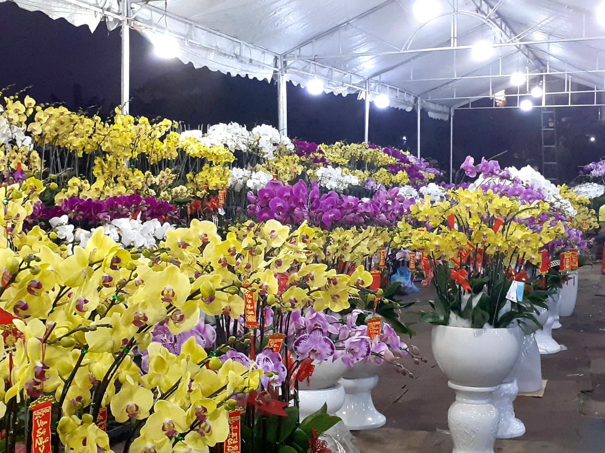 Lan hồ điệp khoe sắc thắm trên các tuyến phố.