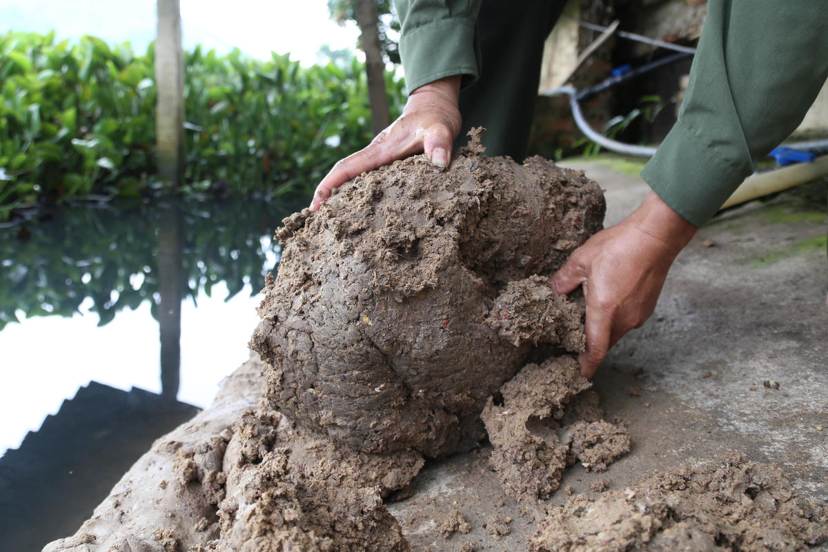 Cám cho ba ba ăn được trộn thêm cá xay, cua xay để tăng cường dinh dưỡng tự nhiên.