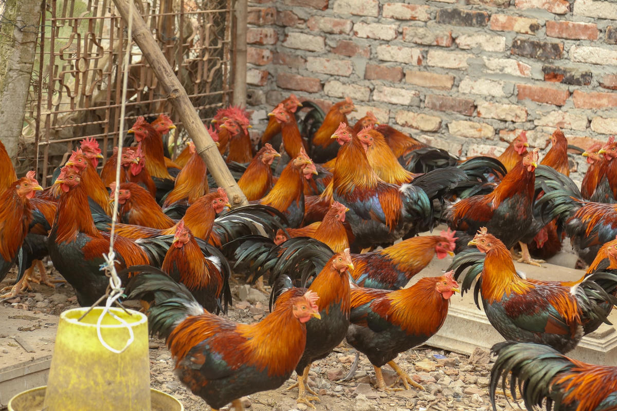 Gà thả vườn được người tiêu dùng ưa chuộng.